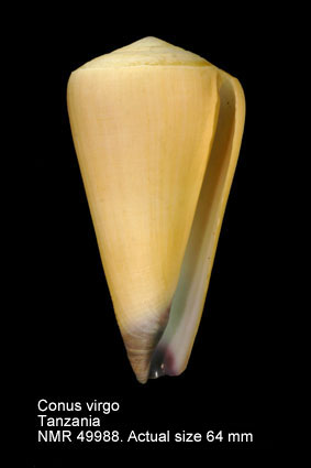 Conus virgo.jpg - Conus virgoLinnaeus,1758